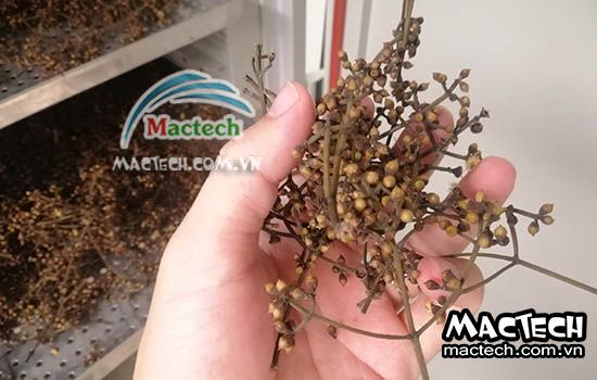 Thời gian sấy nụ vối bằng máy sấy nhiệt, sấy lạnh, sấy thăng hoa