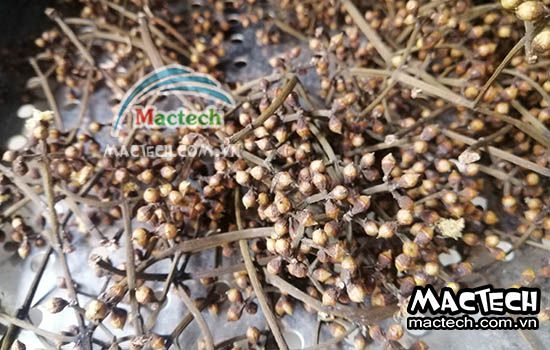 Thời gian sấy nụ vối bằng máy sấy nhiệt, sấy lạnh, sấy thăng hoa