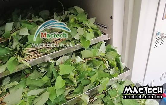 Rau diếp cá sấy lâu khô, tìm hiểu nguyên nhân và cách xử lý