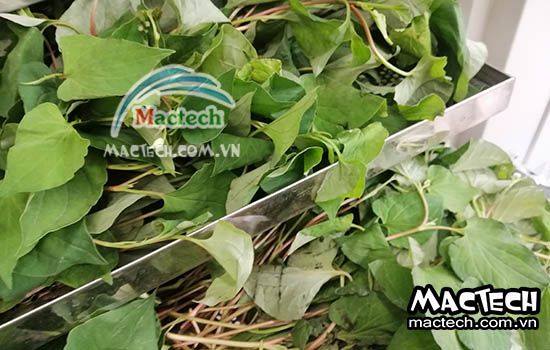 Rau diếp cá có nên sấy thăng hoa không? Tại sao lại vậy?