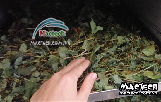 Rau diếp cá sấy lâu khô, tìm hiểu nguyên nhân và cách xử lý