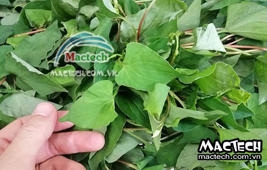 Nhiệt độ sấy rau diếp cá bao nhiêu là phù hợp, 50 hay 70 độ C