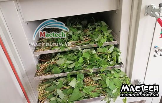 Nhiệt độ sấy rau diếp cá bao nhiêu là phù hợp, 50 hay 70 độ C