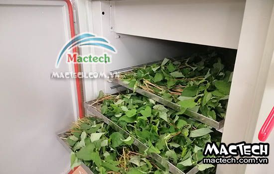 Thời gian sấy rau diếp cá bao lâu thì khô, 2 tiếng hay 12 tiếng