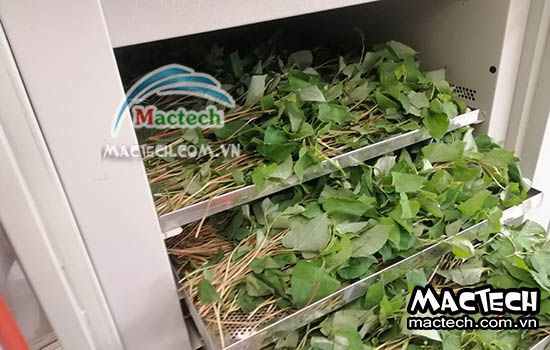 Thời gian sấy rau diếp cá bao lâu thì khô, 2 tiếng hay 12 tiếng