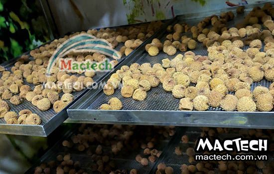 Sấy vải khô nguyên quả, sấy long vải bằng máy sấy Mactech