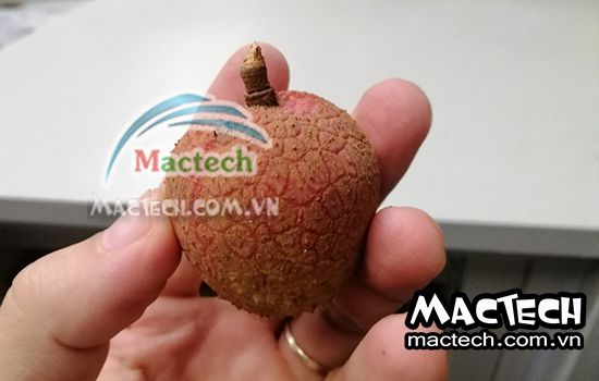 Nhiệt độ và thời gian sấy vải nguyên quả