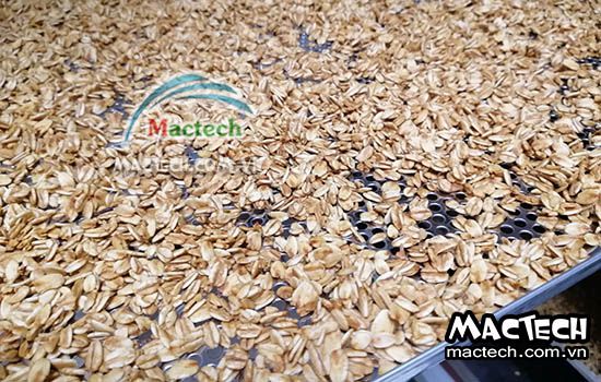 Máy rang sấy yến mạch Mactech, rang chín giòn đều hoàn toàn tự động