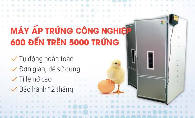 Máy ấp trứng công nghiệp Mactech từ 600 trứng đến hơn 5000 trứng