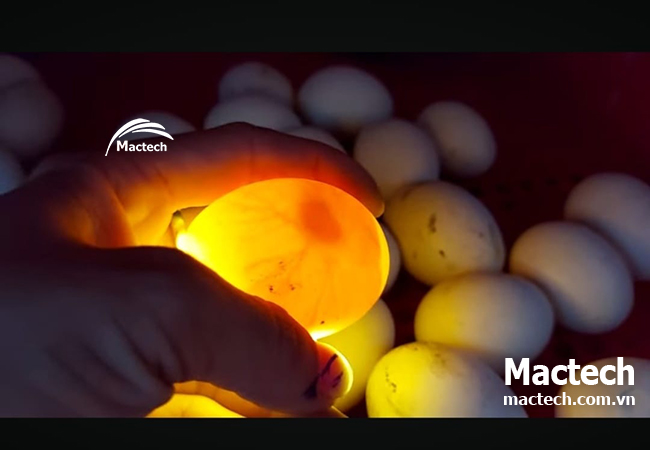 Ấp trứng thuê kiếm thêm thu nhập tại nông thôn