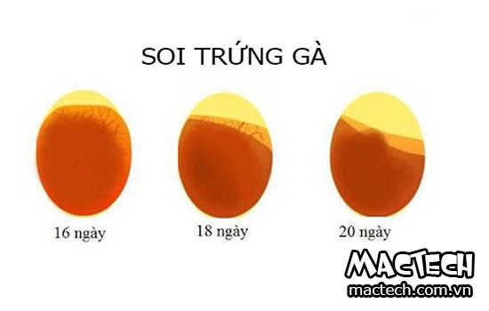 Cách soi trứng gà sắp nở, dấu hiệu nhận biết trứng sắp nở khi soi trứng