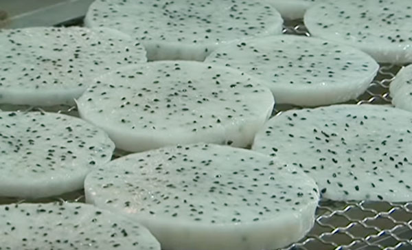 Đặt thanh long vào khay sấy