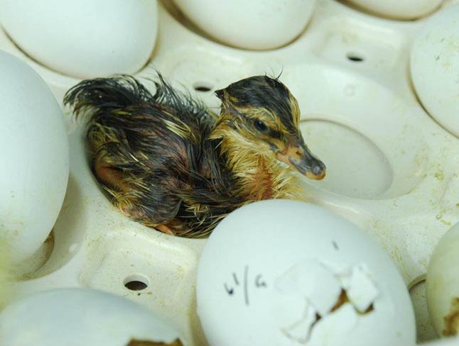 thoi gian ap trung gia cam, thuy cam