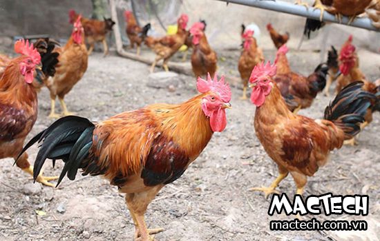 Thời gian nuôi gà thịt bao lâu lưu ý khi hoạch toán chi phí nuôi gà