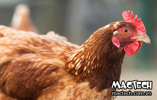 Thời gian nuôi gà thịt bao lâu lưu ý khi hoạch toán chi phí nuôi gà
