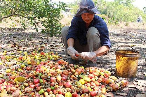 Điều được tách khỏi quả và mang đi sấy khô