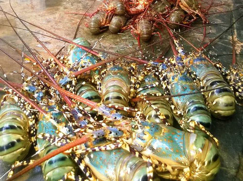 Tôm chết tại Phú Yên