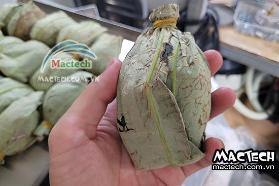 Máy sấy thăng hoa trà sen Mactech, sấy khô nghiền bột cao cấp