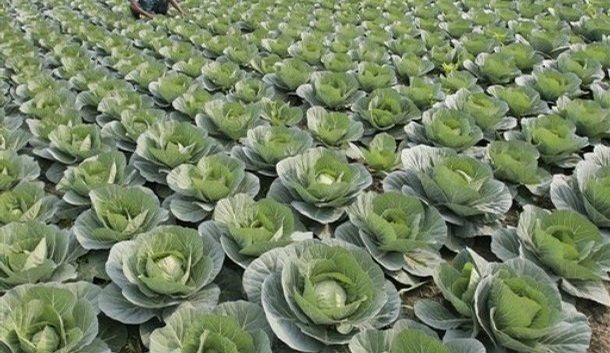 Trang trại bắp cải