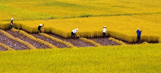 Thu hoạch lúa