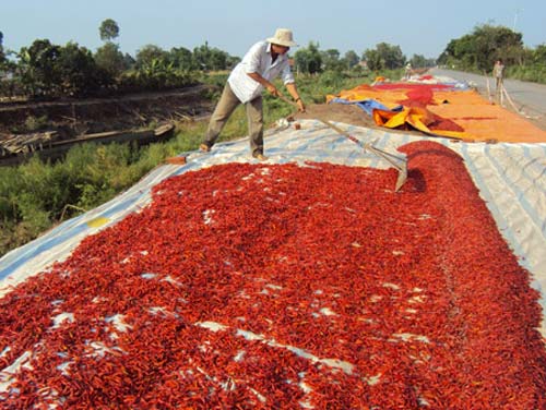 nông dân phơi ớt