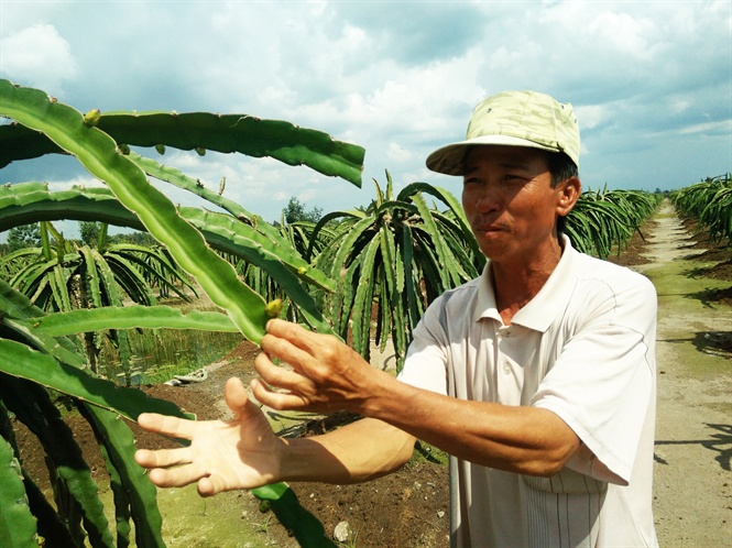  Ông Sang chăm vườn thanh long của mình