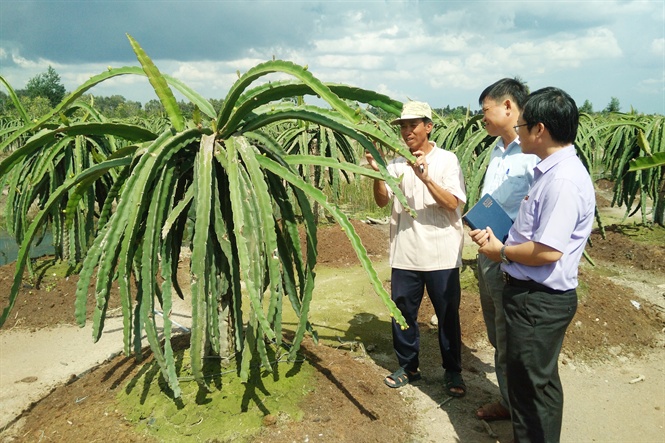 Vườn thanh long trên đất phèn