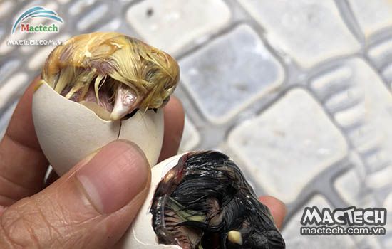 Trứng ấp bằng máy mổ vỏ không nở được, xử lý thế nào