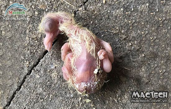 Trứng ấp bằng máy mổ vỏ không nở được, xử lý thế nào