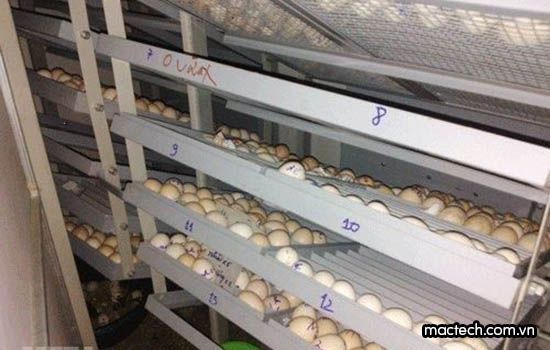 Trứng gà công nghiệp có nở ra con không