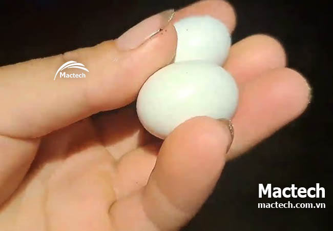 Máy ấp trứng có thể ấp được trứng nào ngoài trứng gia cầm