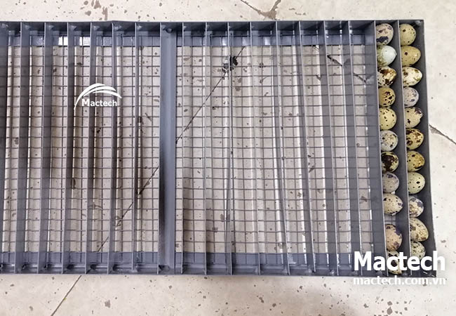 Kinh nghiệm ấp trứng chim cút bằng máy ấp trứng Mactech cho hiệu quả cao