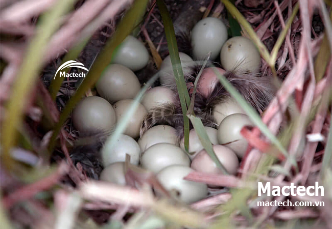 Ấp trứng chim trĩ bằng máy có hiệu quả không
