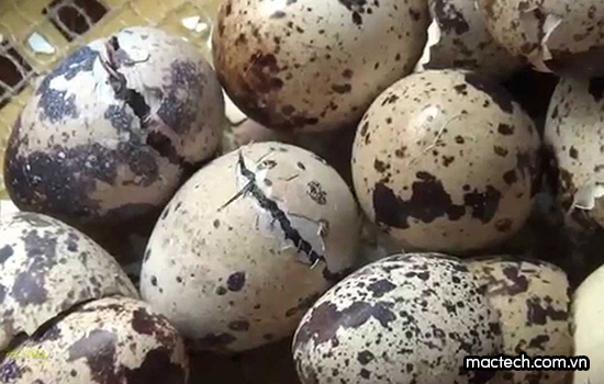 Trứng cút ấp bao nhiêu ngày thì nở