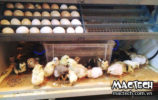 Nhiệt độ ấp trứng gà trống