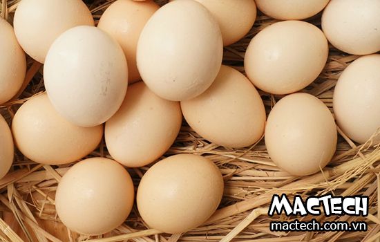 Trứng gà để được bao nhiêu ngày thì không ấp được nữa