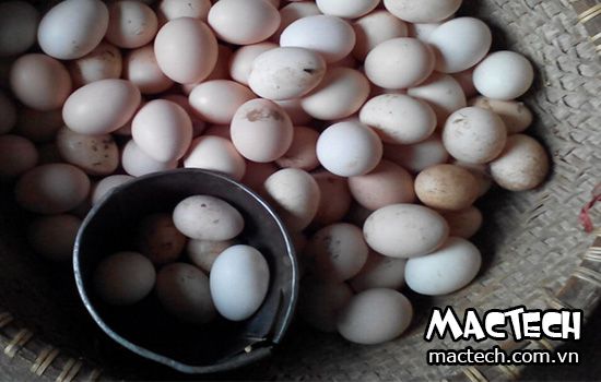 Trứng gà để được bao nhiêu ngày thì không ấp được nữa
