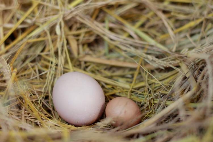 trứng gà so ấp có nở không?