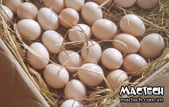 Trứng gà ta có màu gì? Chọn trứng màu nào bổ dưỡng hơn