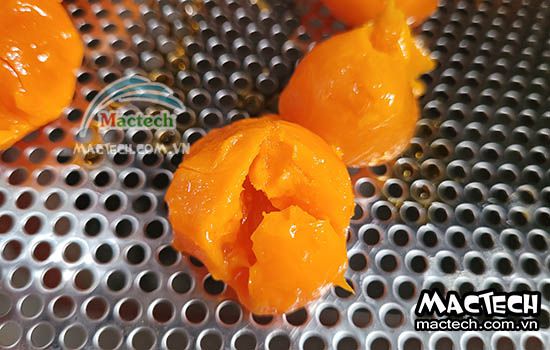 Máy sấy trứng muối Mactech