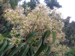 Dự kiến đến tháng 5 sẽ được thu hoạch vải thiều