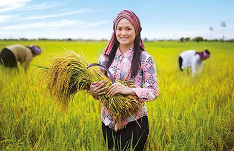 việt nam sang campuchia học trồng lúa