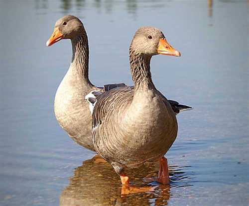 Vịt Bầu có dáng đi nặng nề và lúc lắc sang hai bên.