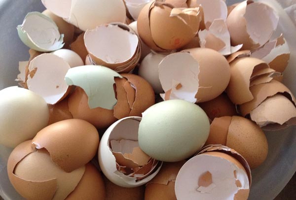 Vỏ trứng giã nhỏ cho gà ăn giúp tăng canxi hiệu quả