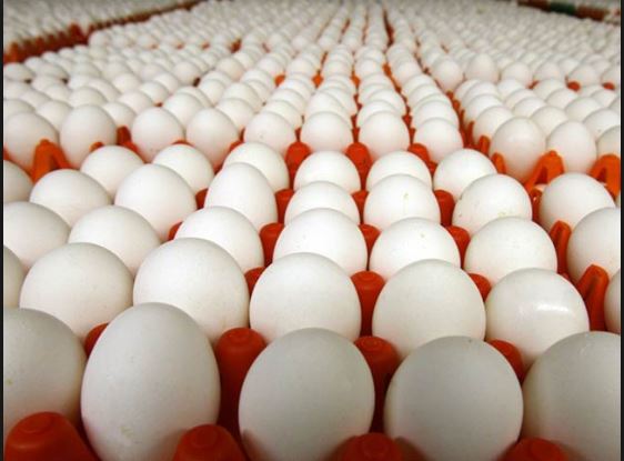 Trứng được xếp dọc khi di chuyển hoặc lưu trữ trong kho