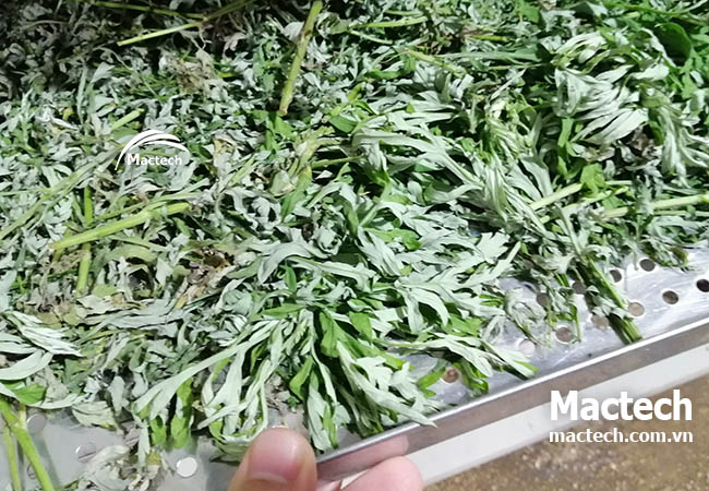 Chia sẻ từ khách hàng: "Tôi đã tăng gấp đôi sản lượng nhờ máy sấy nhiệt cao Mactech"