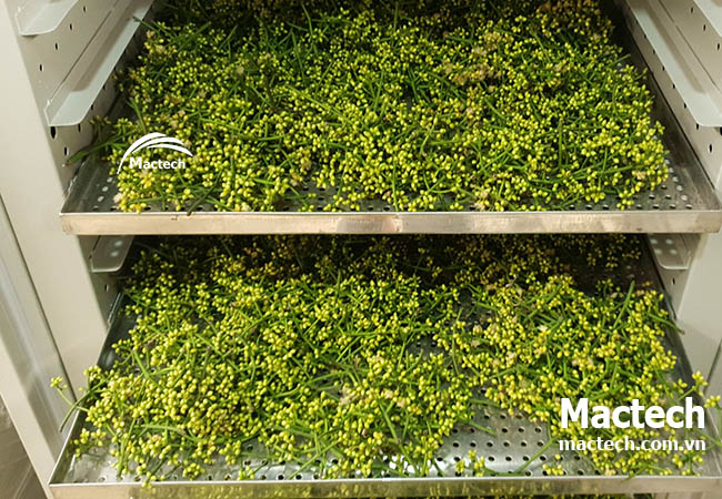 Máy sấy rau củ quả Mactech