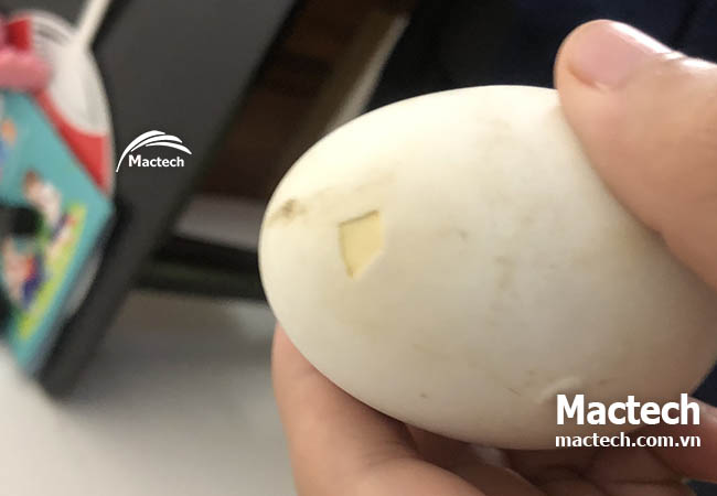 Kinh nghiệm ấp trứng ngỗng bằng máy ấp trứng Mactech cho hiệu quả cao