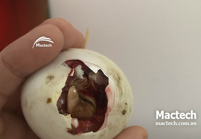 Mẹo ấp trứng mùa nóng – tránh trứng nở sớm