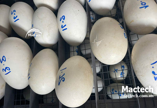 Kinh nghiệm ấp trứng ngỗng bằng máy ấp trứng Mactech cho hiệu quả cao